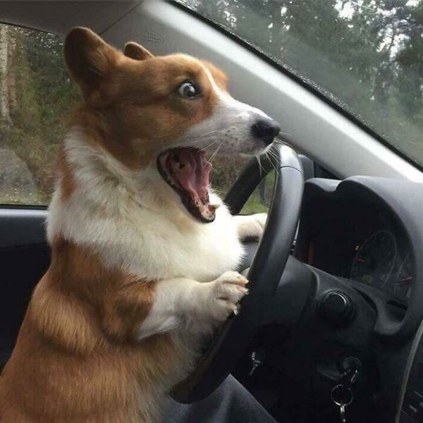 corgis_035