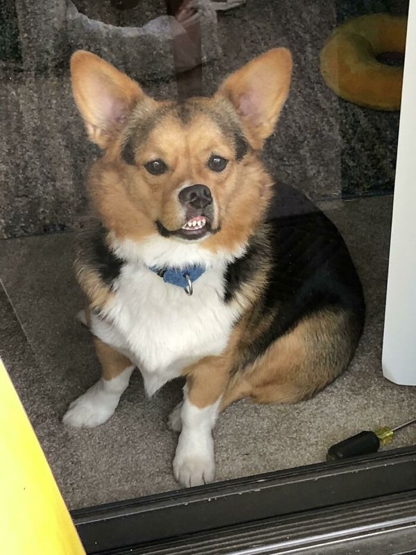 corgis_036