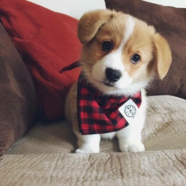 corgis_037