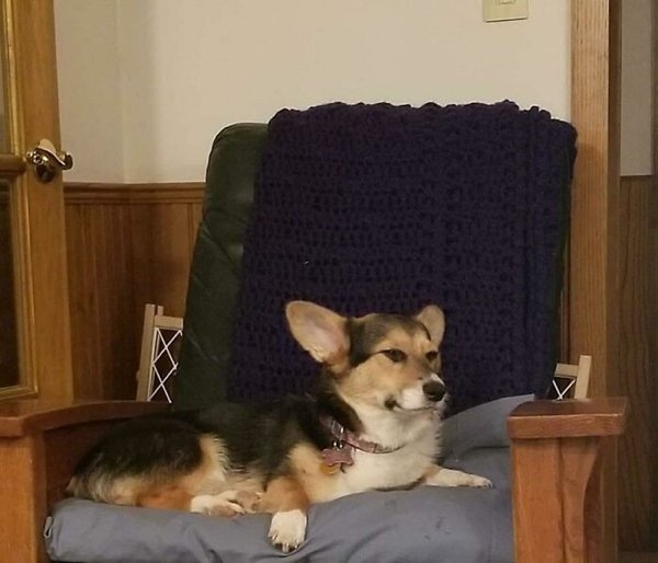 corgis_038
