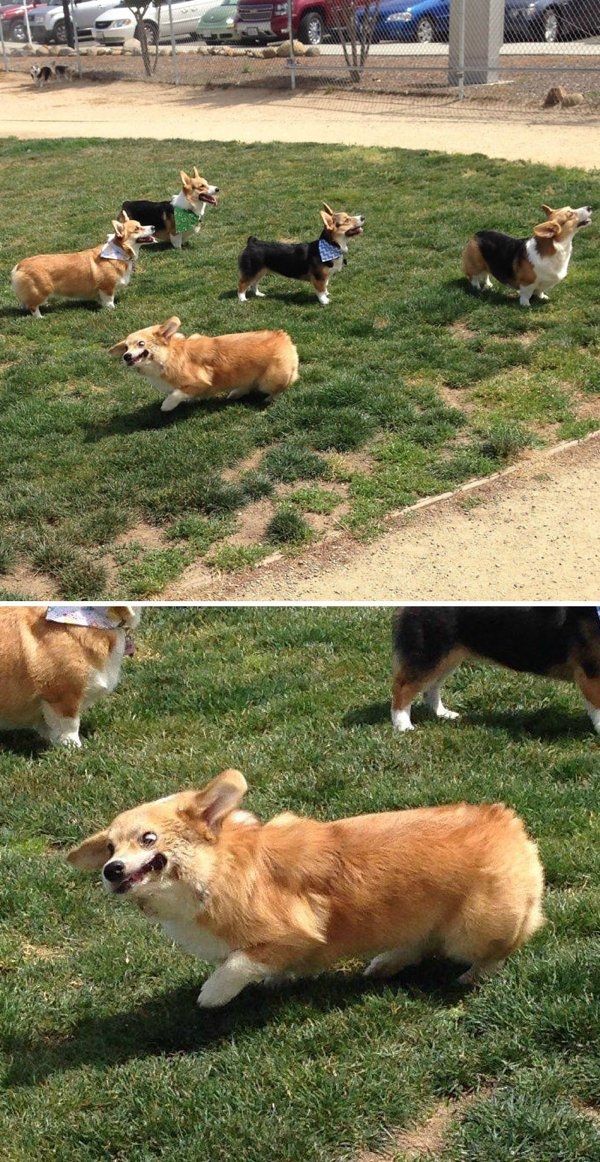corgis_039