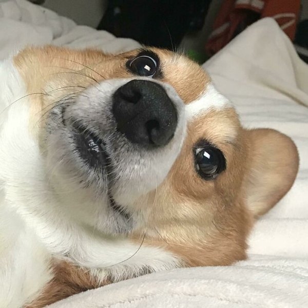 corgis_040