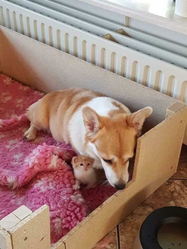 corgis_041