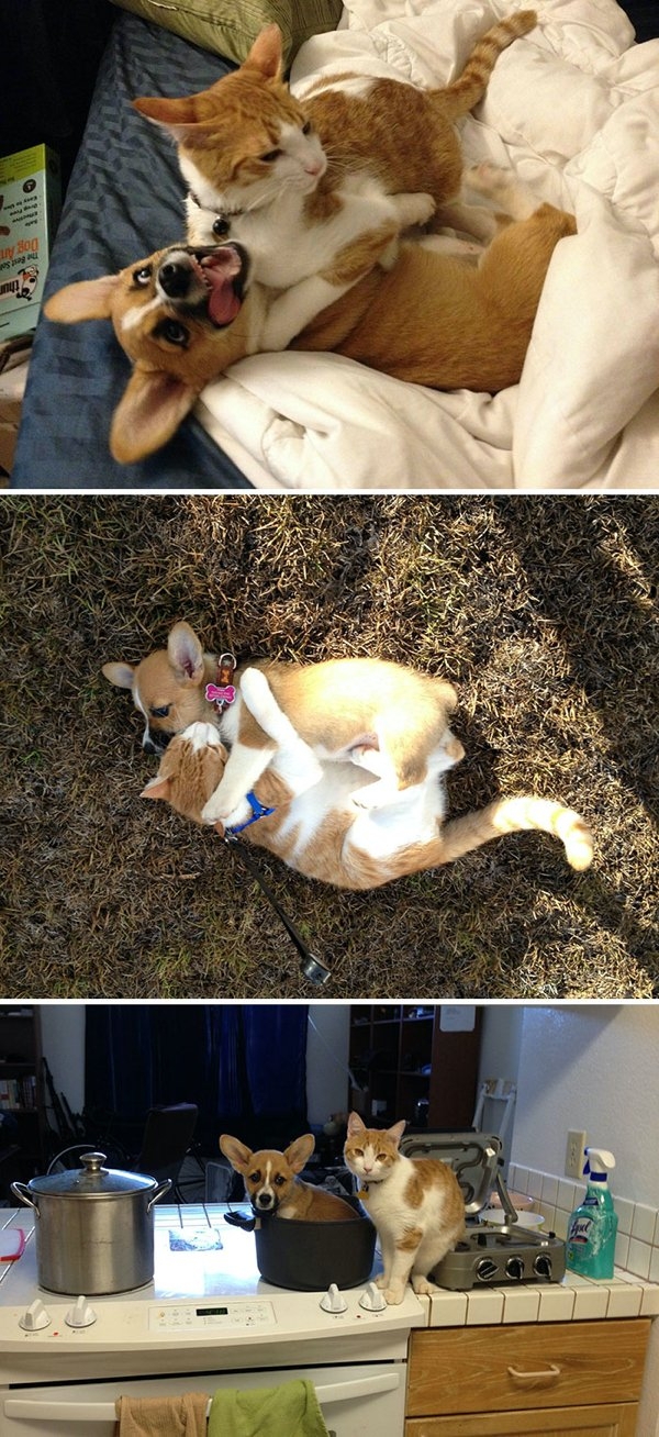 corgis_042