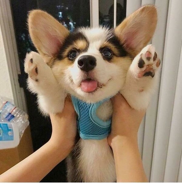 corgis_043