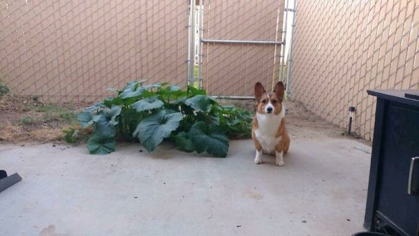 corgis_044