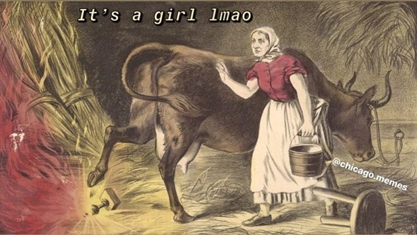 genderrevealmemes_008