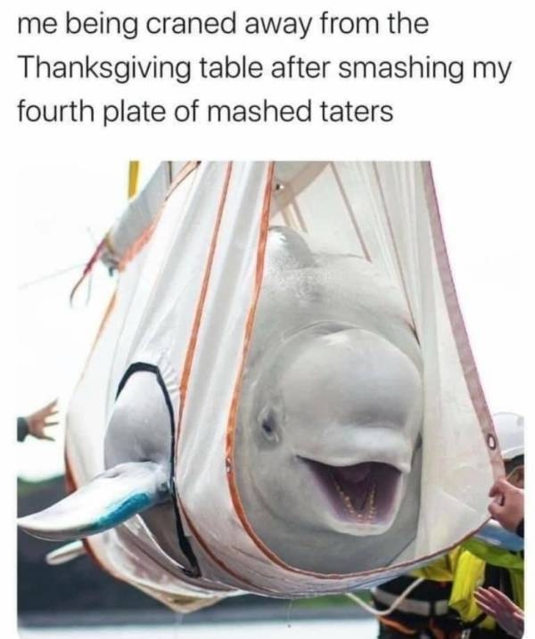thanksgivingmemes_010