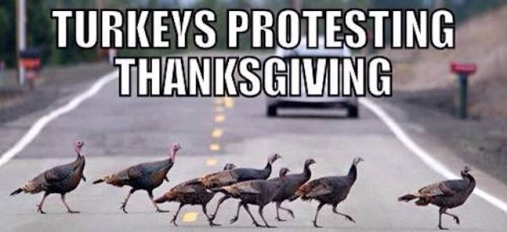thanksgivingmemes_030