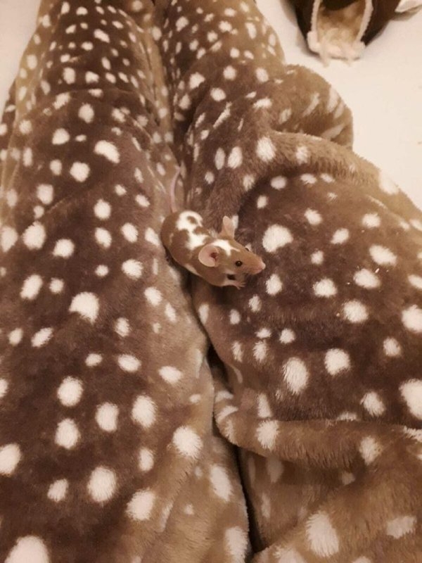 camoflauge_011