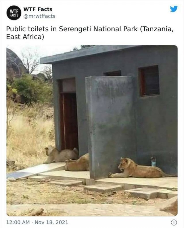 interestingfacts11_003