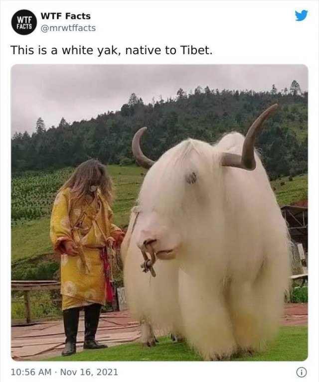 interestingfacts11_012