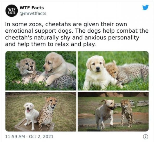 interestingfacts11_020