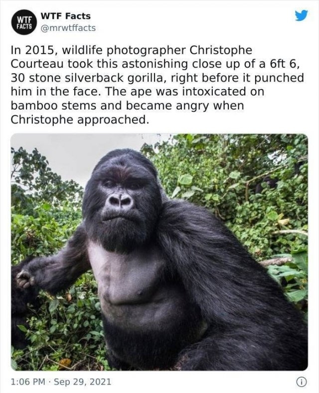 interestingfacts11_021