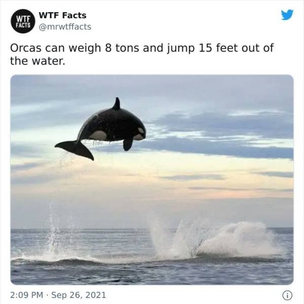 interestingfacts11_024