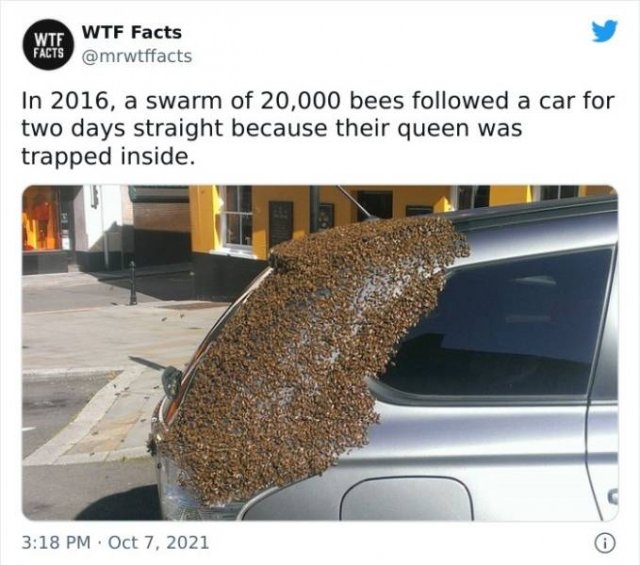 interestingfacts11_027