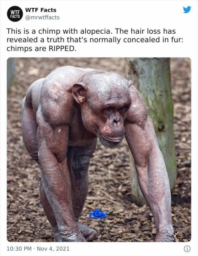 interestingfacts11_031