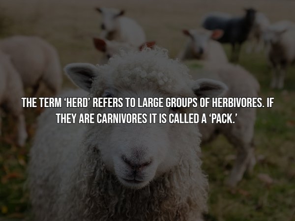 interestingfacts12_001