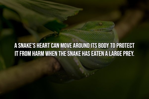 interestingfacts12_015