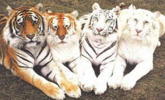 randompics478_066