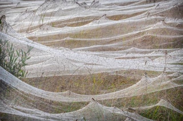 australiaspiderinvasion_001