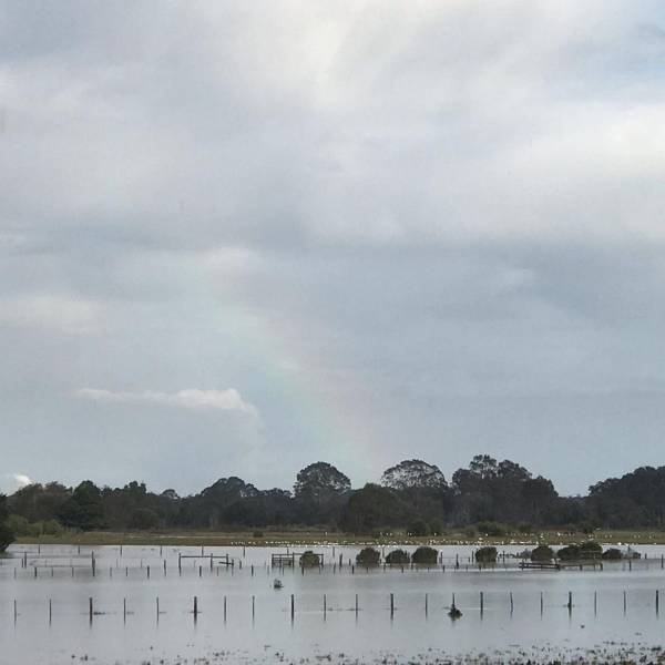 australiaspiderinvasion_003