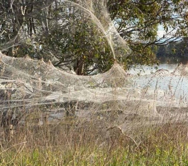 australiaspiderinvasion_007