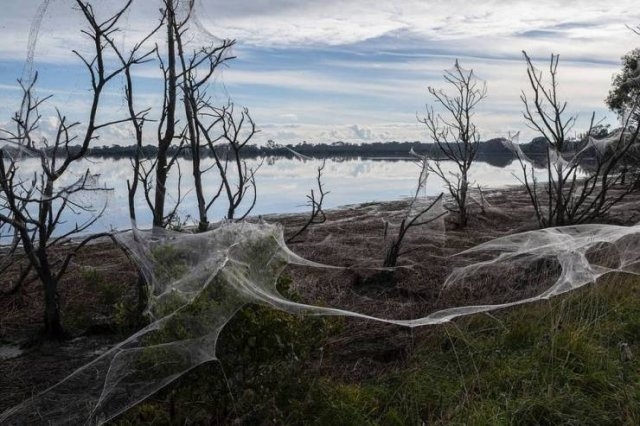 australiaspiderinvasion_009