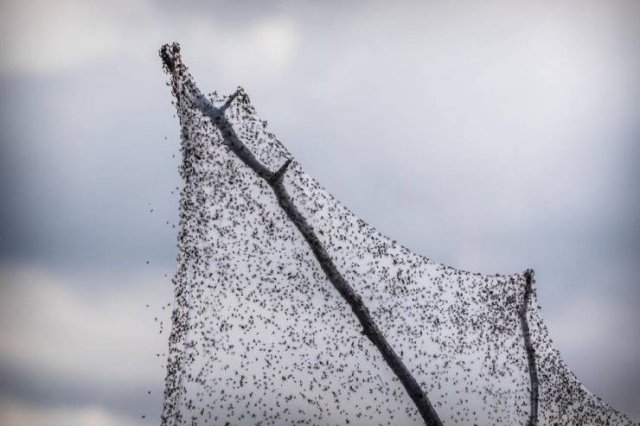 australiaspiderinvasion_015