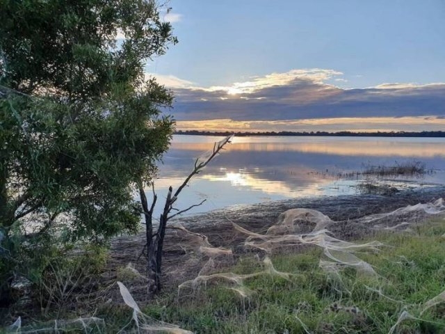 australiaspiderinvasion_016