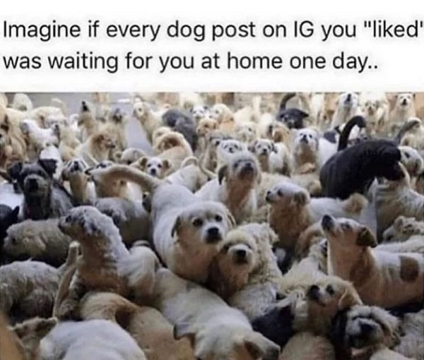 dogmemes_002