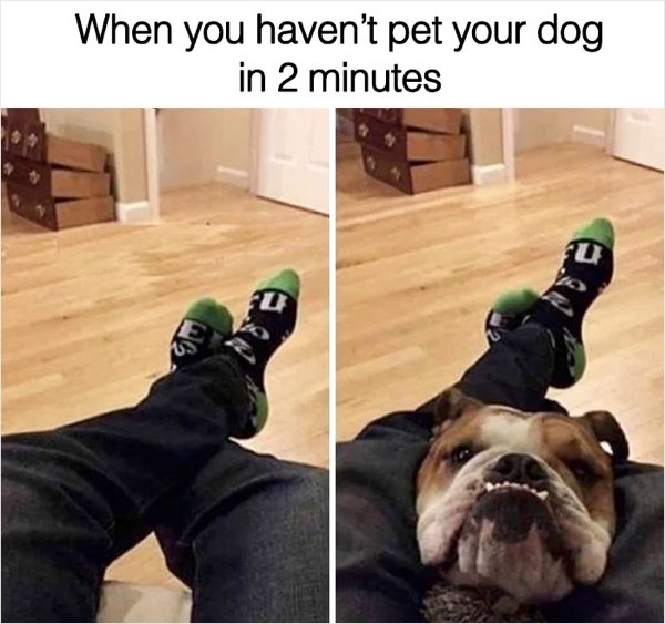 dogmemes_003