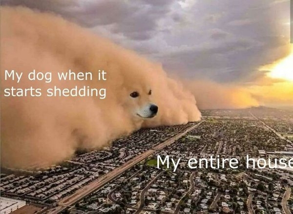 dogmemes_004