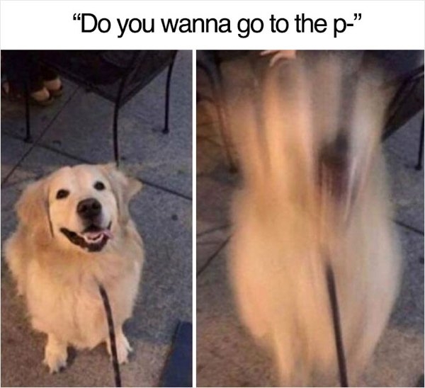 dogmemes_005