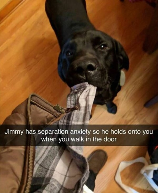 dogmemes_007