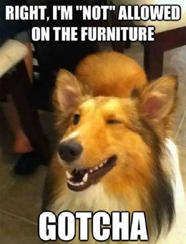 dogmemes_009