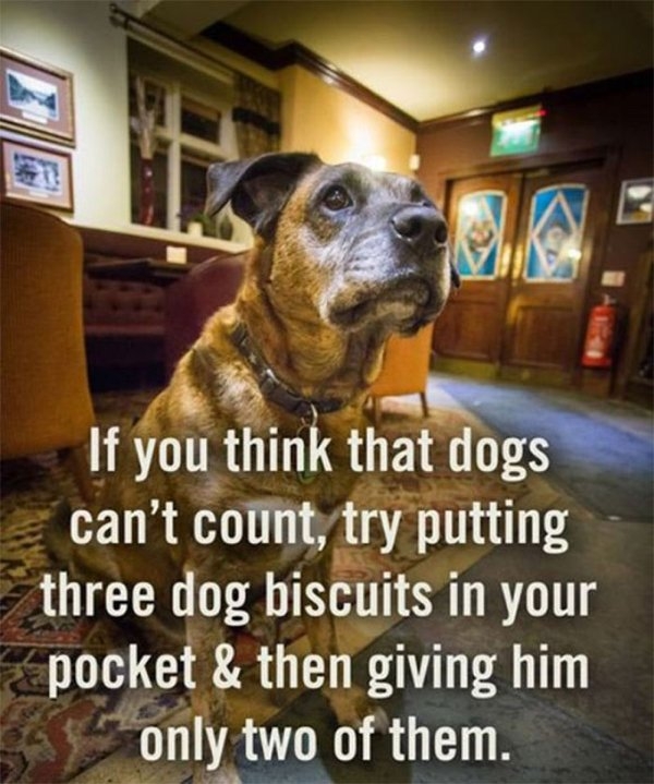 dogmemes_010