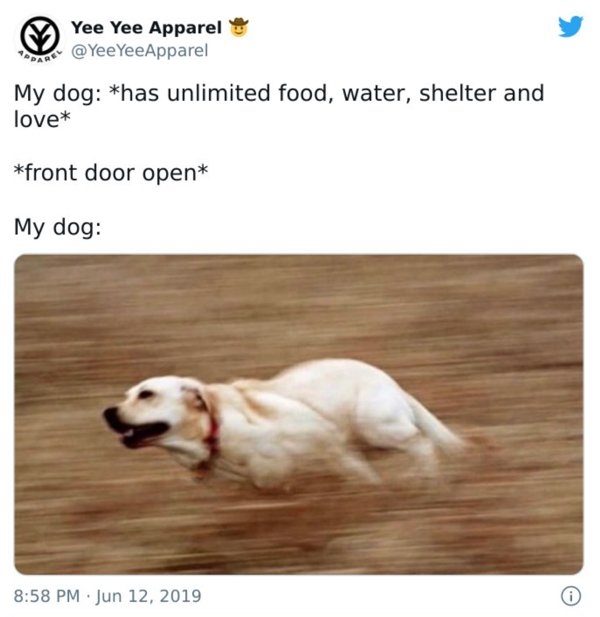 dogmemes_011
