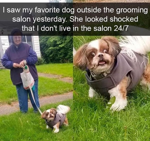 dogmemes_013
