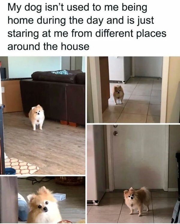 dogmemes_014