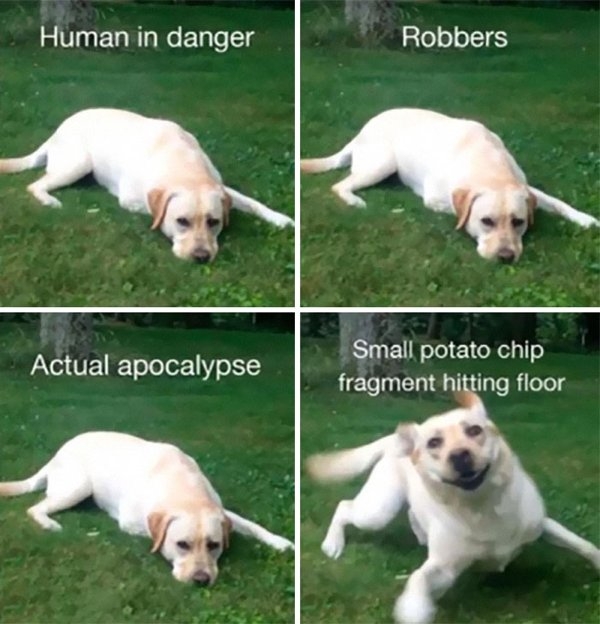 dogmemes_017
