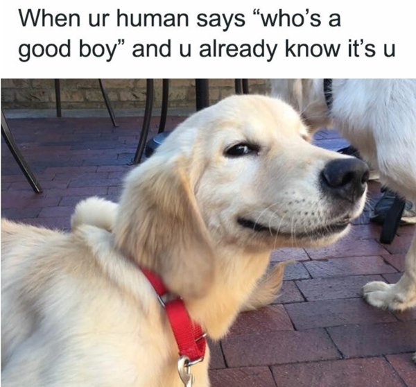 dogmemes_018