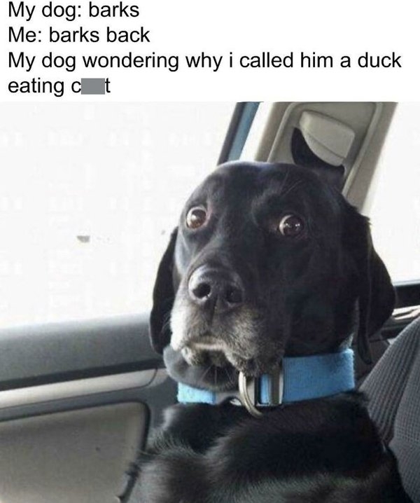 dogmemes_019