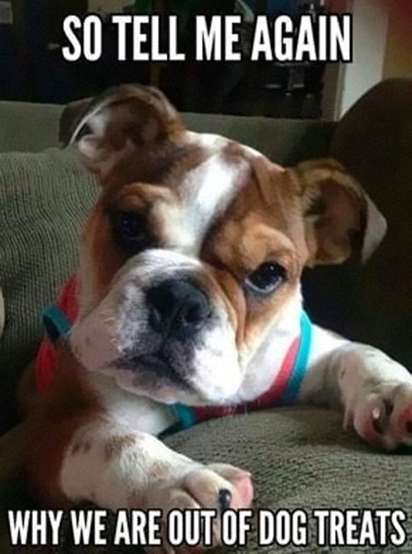 dogmemes_021