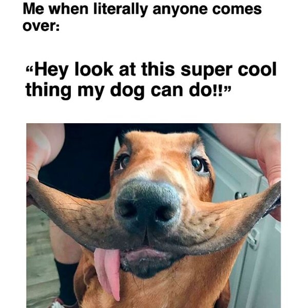 dogmemes_022