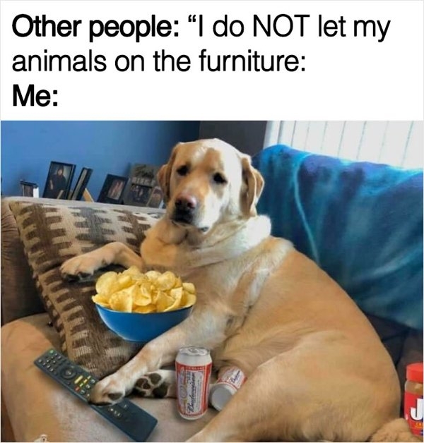 dogmemes_023