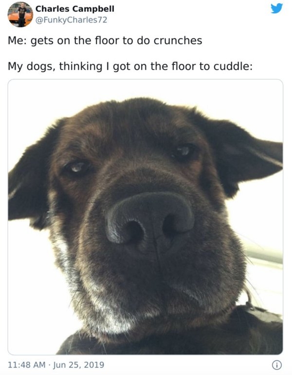 dogmemes_026