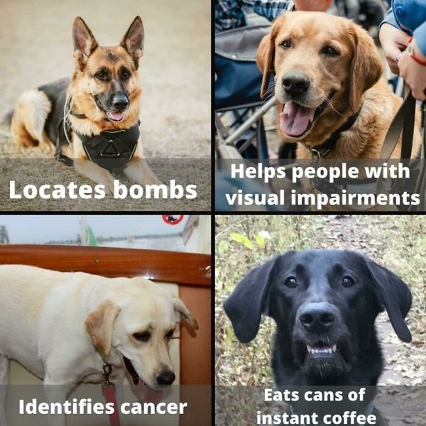 dogmemes_027