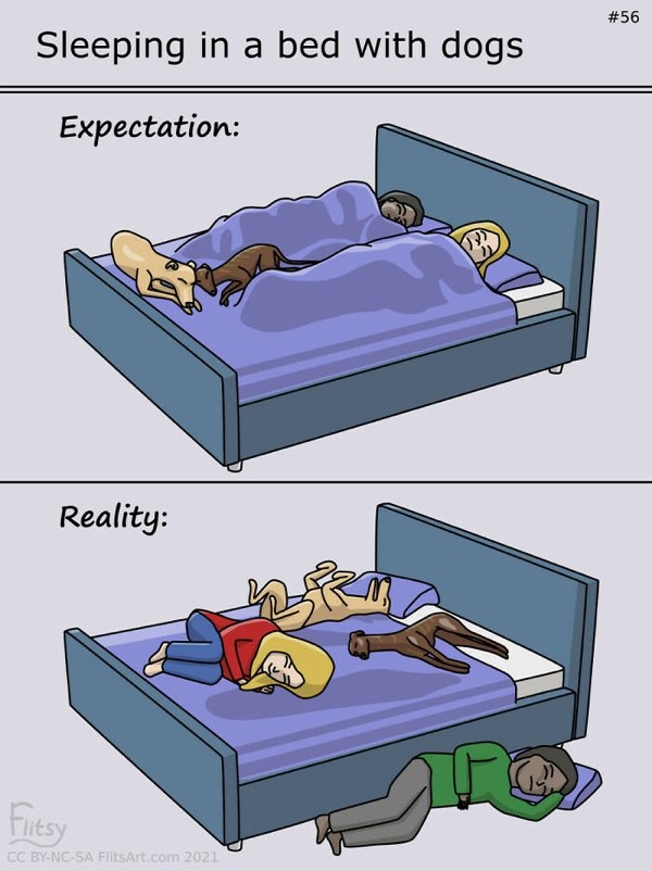 dogmemes_028