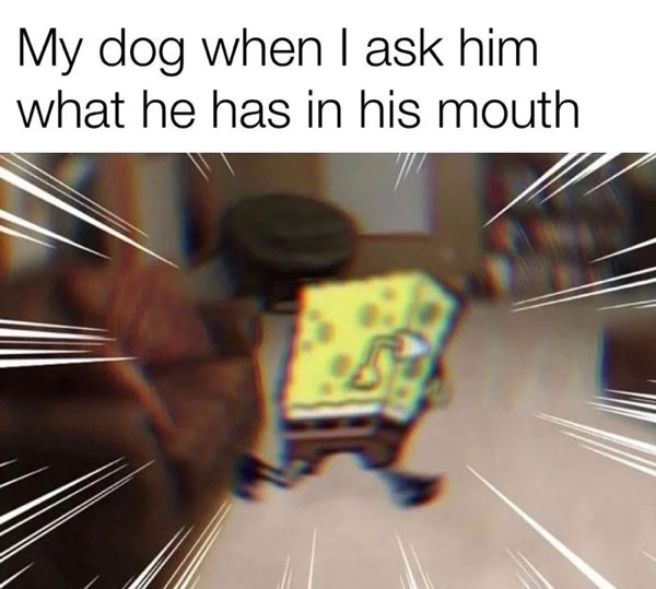 dogmemes_031
